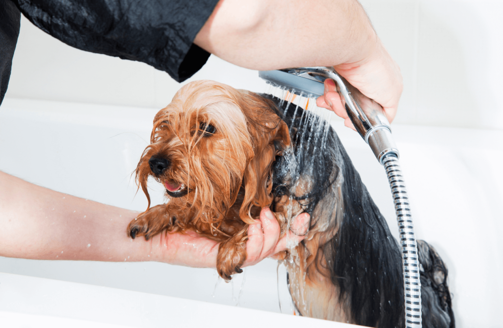 woman holding small wet dog in tub and rinsing it off with showerhead