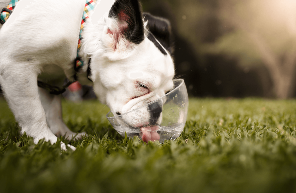 bulldog drinking water from clear bowl