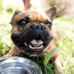 happy dog laying down next to water bowl