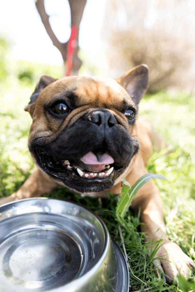 happy dog laying down next to water bowl