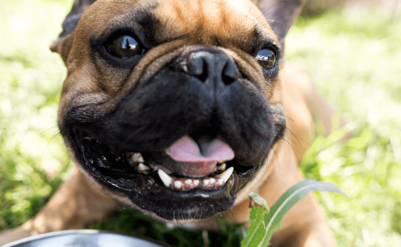 happy dog laying down next to water bowl