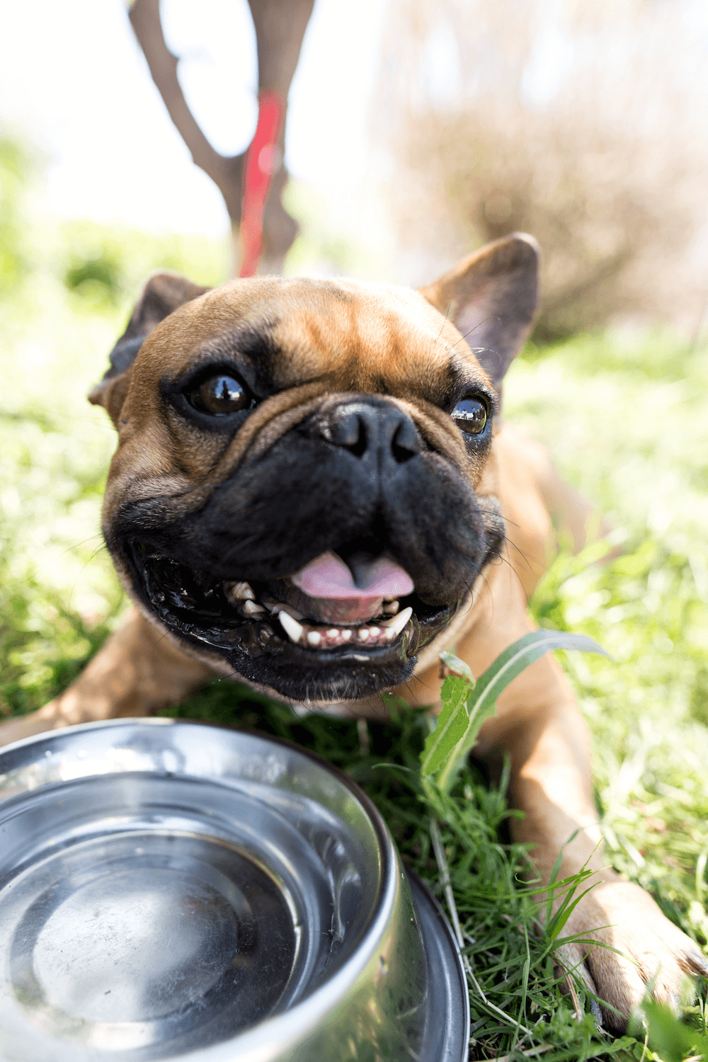 The 20 Best Water Bowls for Dogs 2022