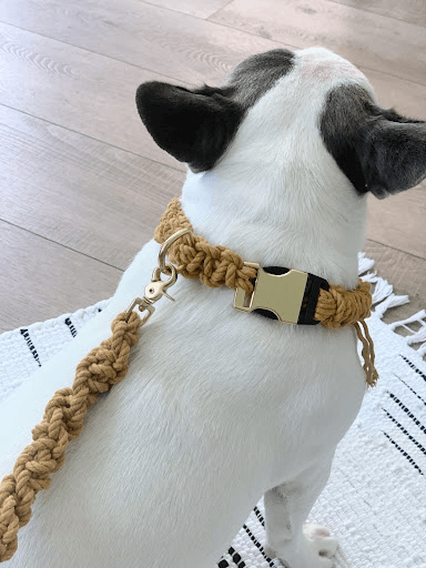 dog facing away, wearing mustard colored macrame dog collar and leash