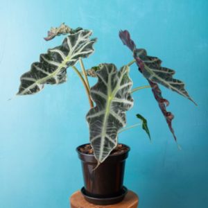 alocasia plant in pot in front of sky blue wall