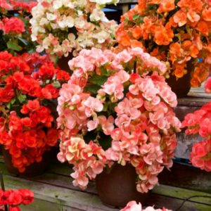 colorful group of begonias