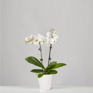 white orchid with multiple blooms and green leaves in small white pot