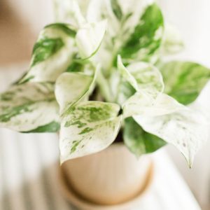 silver pothos plant