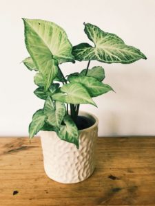 syngonium plant with large triangle shaped leaves
