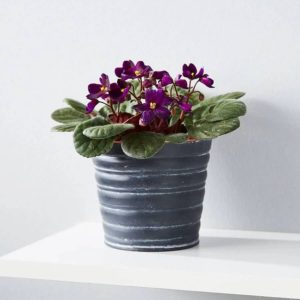 purple and green african violet flowering plant in grey metal pot