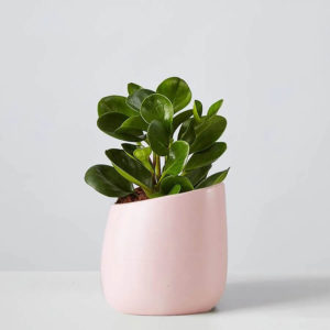 baby rubber plant in pale pink slanted cylinder pot