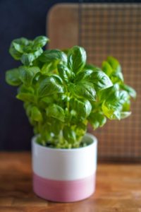 basil plant growing with white and pink ceramic pot sitting on brown wooden table