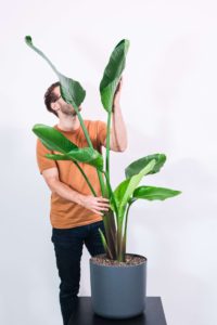 man standing next to tall bird of paradise plant