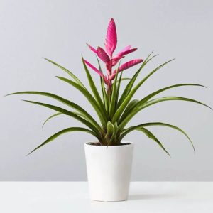bright pink cone shaped flower of bromeliad plant sprouting up from thin palm-like leaves in white pot sitting on white surface