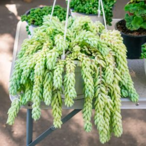 hanging basket with bundles off green burros tail succulent trailing over and hanging down
