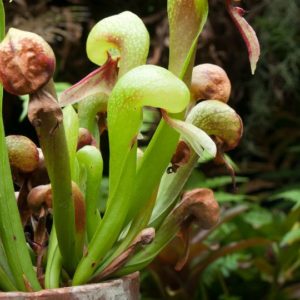 california pitcher plant in pot