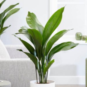 bright green cast iron plant leaves rising out of white planter in living room