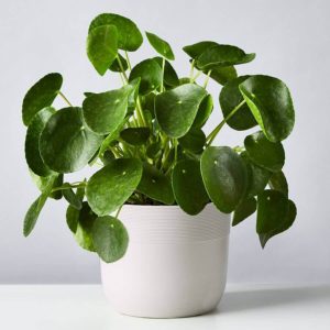 bright green chinese money plant with round pancake-like leaves sprouting out from white pot