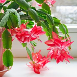 bright pink star shaped flowers blooming from chain of flat green cactus leaves next to window