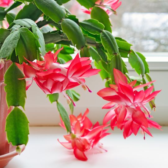 32 Gorgeous Houseplants That Are Safe for Dogs (And 10 to Avoid!) - The ...