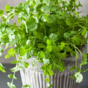 cilantro overflowing in pot