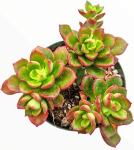 copper rose succulent with green leaves with red edges