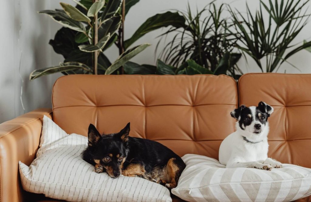 two small dogs sitting on pillows on couch with tall houseplants behind the couch
