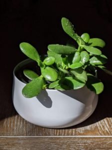 jade plant in white pot with black background