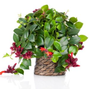green leafy plant with red lipstick like flowers
