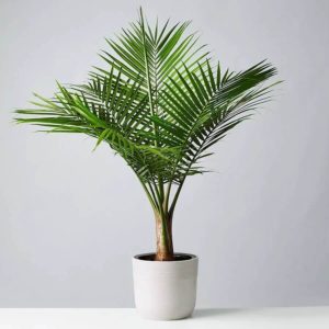 tall palm houseplant with bright green fronds arcing upright from plant base in light grey pot