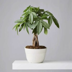 money tree plant with small interwoven trunks and tree like leaves in white pot wit brown mulch