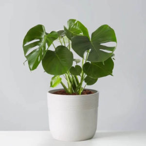 monstera plant with large green leaves with cutouts in white planter