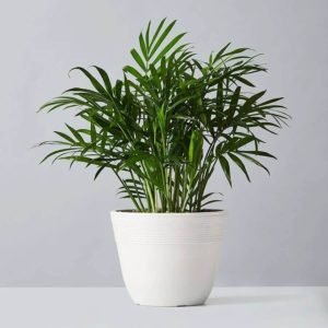 parlor palm plant in white pot with tall green palm leaves 