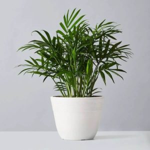 Top Houseplants Safe for Cats 🐱 & Dogs 🐶 as well Low Light