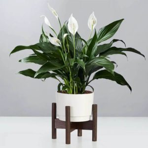white peace lily flower blooms with long dark green leaves in white pot on dark wooden plant stand