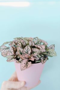 person's hand holding up small light pink pot with polka dot plant featuring multiple light pink leaves with green spots all in front of light aqua blue background