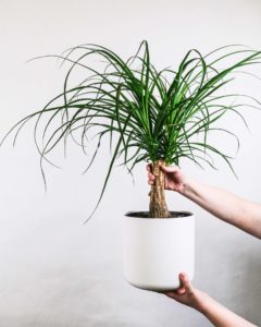 person standing out of frame and holding out white pot with pony tail palm plant, one hand on bottom of pot and other hand holding trunk of plant while stringy green leaves shoot out like a pony tail