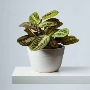 Which Houseplants are Dangerous for Pets? - MDC Exports