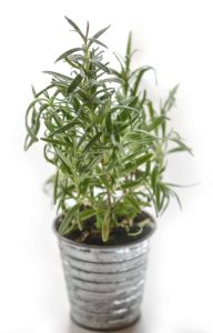 rosemary plant in tin pot