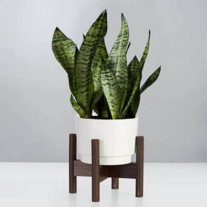 snake plant with long green and white leaves in white pot on dark wooden planter stand