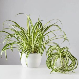 large and small spider plants next to each other in white pots on top of white table