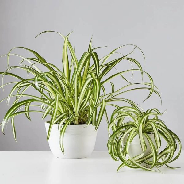 32 Gorgeous Houseplants That Are Safe for Dogs (And 10 to Avoid!) - The ...