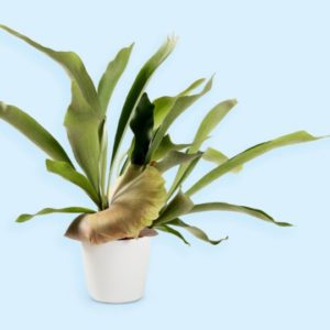 tall sprawling green and light brown staghorn fern leaves shooting from base of white pot with light blue background