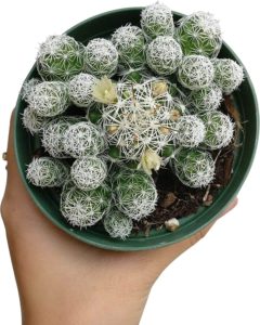 cluster of thimble cactus plants with white spikes in small pot held by a woman's hand