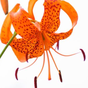 close up of orange spotted tiger lily flower