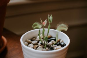 small venus fly trap plant in pot with pebbles on top of soil