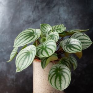 plant with tear shaped leaves with dark and light green lines which give it the appearance of watermelon