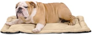 bulldog laying on beige dog crate pad