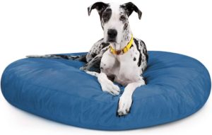 large black and white dog laying on blue round dog bed