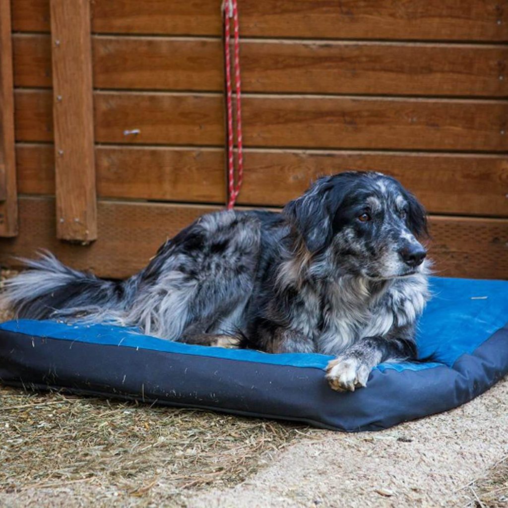 The 17 Best Durable Dog Beds - The Dog Guide San Antonio