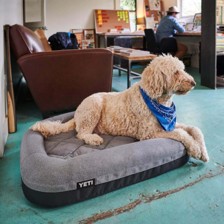dog with bandana laying on yeti dog bed in office with man in background
